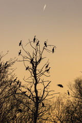 Cormorant perch at the sunset