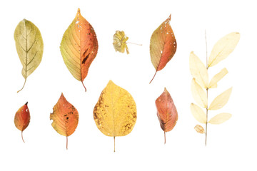 dry autumn leaves isolated on the white background.