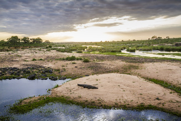 Nile crocodile in Kruger National park, South Africa