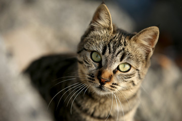 Fototapeta premium Cat in city