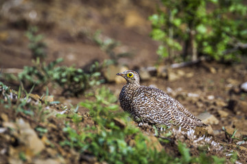 Double banded Sandgrouse in Kruger National park, South Africa