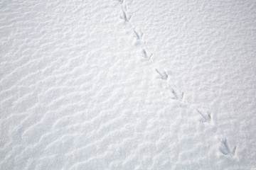 traces of a bird in the snow