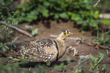 Double banded Sandgrouse in Kruger National park, South Africa