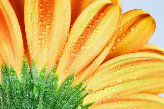 Abstract macro of the back of an orange gerber daisy macro with water droplets on the petals. Extreme shallow depth of field.