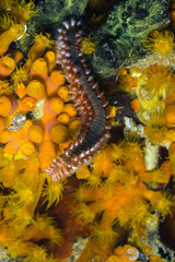 bearded fireworm, Hermodice carunculata