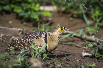 Double banded Sandgrouse in Kruger National park, South Africa
