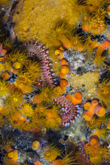 bearded fireworm, Hermodice carunculata