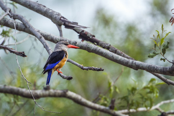Grey-headed Kingfisher in Kruger National park, South Africa