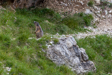 Small marmot in the middle of path, Dolomites, Italy