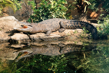 Alligator taking of sun bath
