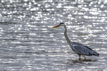 Grey Heron in Kruger National park, South Africa