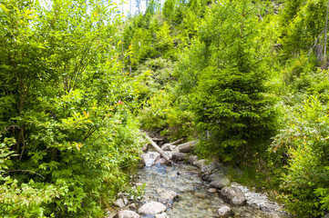 Fototapeta na wymiar Mountains river in forest, Slovakia Tatra mountains.