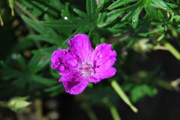 Storchschnabel (Geranium) - rosa Blüte in der Sonne mit Wassertropfen