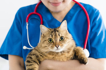 female doctor veterinarian holding cute cat on hands.