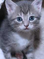 FLUFFY LITTLE KITTENS