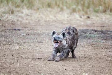 Tuinposter Lachende hyena © Rixie