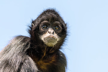 Black-Headed Spider Monkey (Ateles Fusciceps)