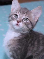 FLUFFY LITTLE KITTENS