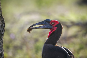 Southern Ground Hornbill in Kruger National park, South Africa