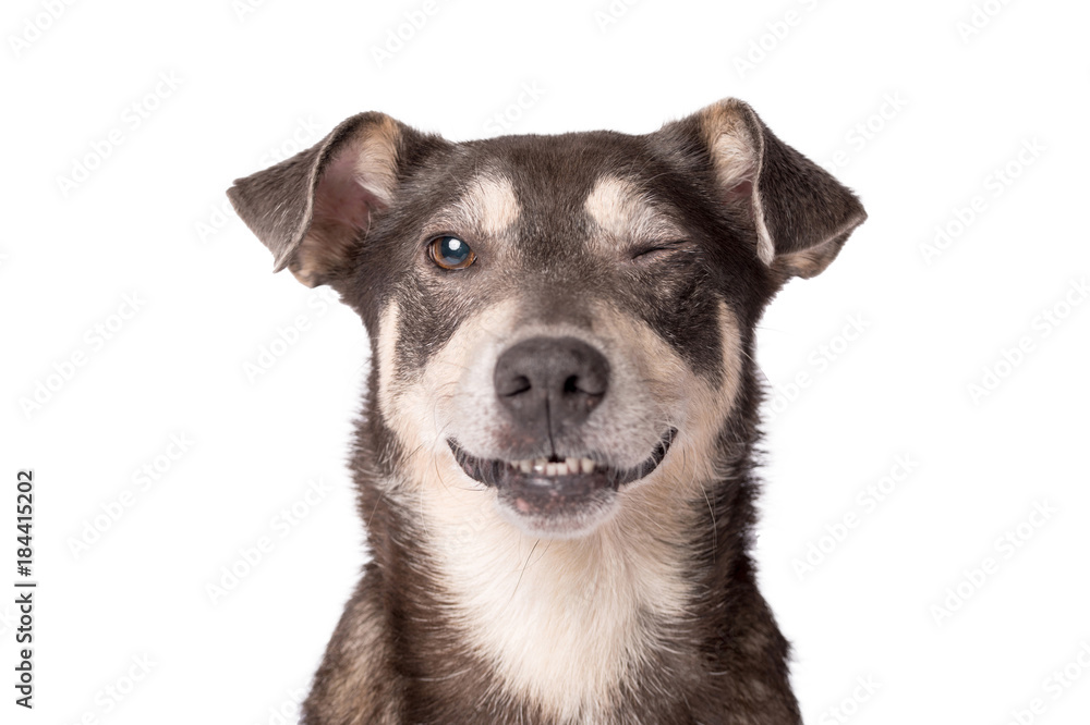 Wall mural Portrait photo of an adorable mongrel dog isolated on white