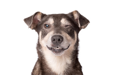 Porträtfoto eines entzückenden Mischlingshundes, isoliert auf weiss