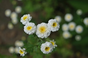 Gefülltes Mutterkraut (Tanacetum parthenium 'Pleniflorus')