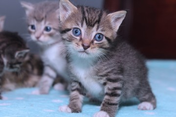 FLUFFY LITTLE KITTENS