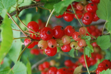 Rote Johannisbeeren (Ribes)