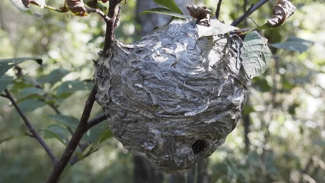 Round nest of paper wasp on branch (live)
