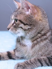 Obraz premium BROWN TABBY CAT