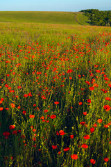 Obraz premium Green hills, covered with blooming poppies