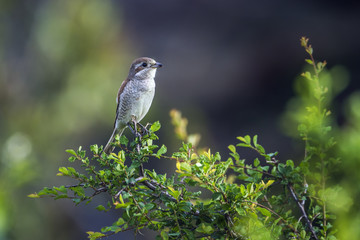 Red-backed Shrike in Kruger National park, South Africa