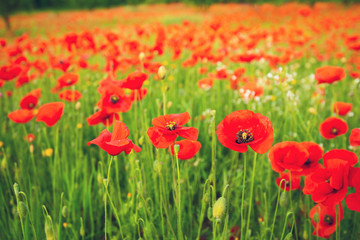Bright blooming poppies, close-up, among a green grass