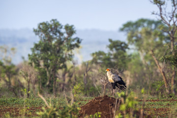 Secretary bird in Kruger National park, South Africa