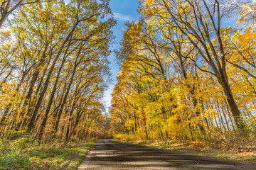 Obraz premium Autumnal scene. Autumn colors and blurred background, calm autumn nature concept
