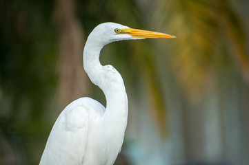 Great egret portrait. Large bird in natural habitat. 