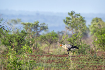 Secretary bird in Kruger National park, South Africa