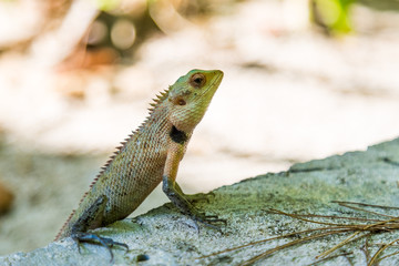 Tropical lizard, colorful blurred background