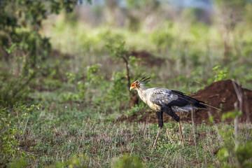 Secretary bird in Kruger National park, South Africa