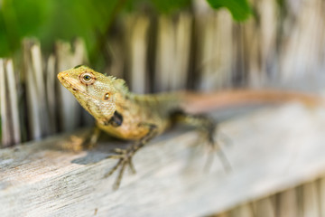 Tropical lizard, colorful blurred background