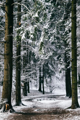 Winter road. Snowy track in forest. Trees, vegetation, environment. Cold nature beauty. Abstract background. Fantasy magick park. Inspiration and mood. Christmas pines and spruces. Leaves and bushes.