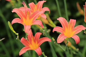 Feuerlilie Blüten, Lilium bulbiferum