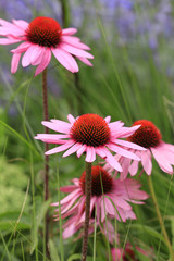 Sonnenhut Echinacea, Bl&uuml;ten, Nahaufnahme