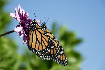 Two monarch butterflies are perched on a flower in the garden
