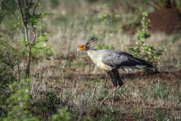 Secretary bird in Kruger National park, South Africa