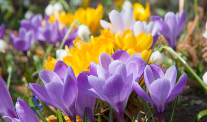 Blooming yellow purple and white crocuses
