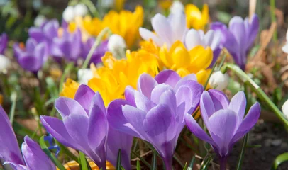 No drill roller blinds Crocuses Blooming yellow purple and white crocuses