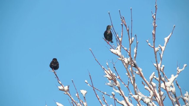 Two snowbirds percing on snow covered branches blue sky day