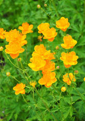 Chinesische Trollblume (Trollius ledebourii)