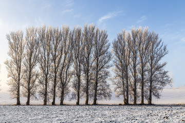 white icy trees in snow covered landscape
